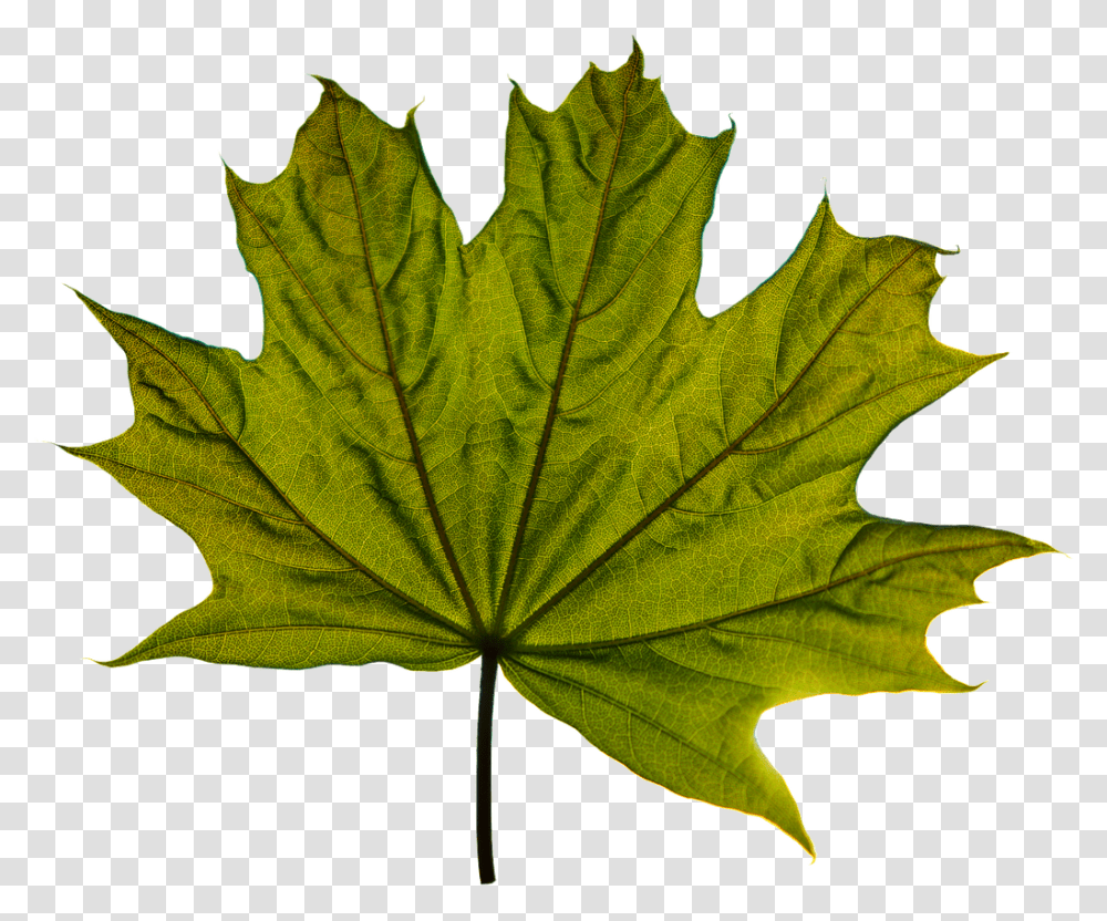 Maple Leaf, Plant, Tree, Oak, Sycamore Transparent Png