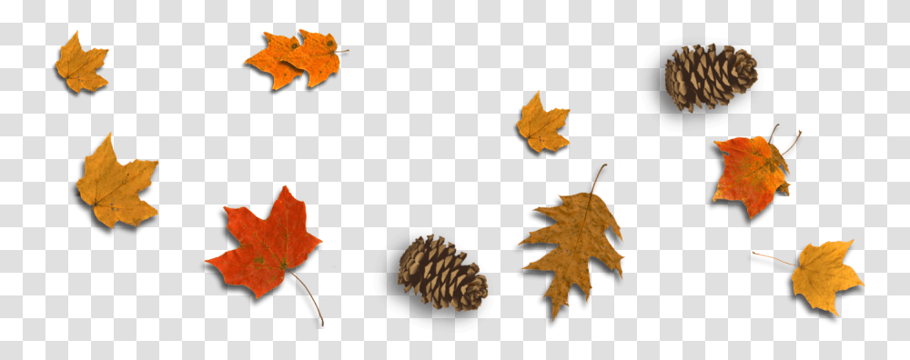 Maple Leaf, Plant, Tree, Oak Transparent Png