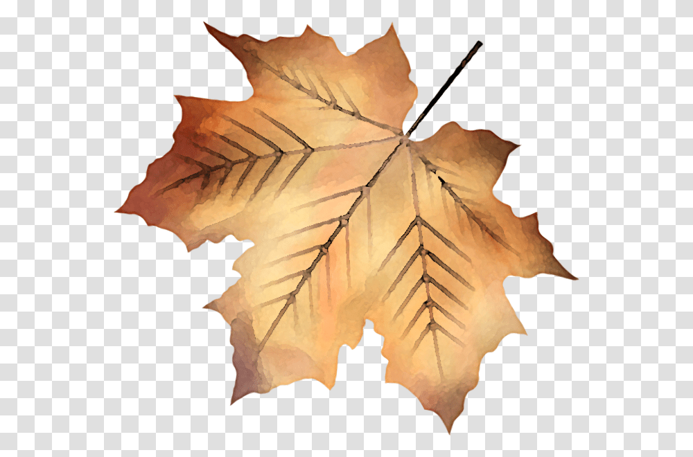 Maple Leaf, Plant, Tree, Painting Transparent Png