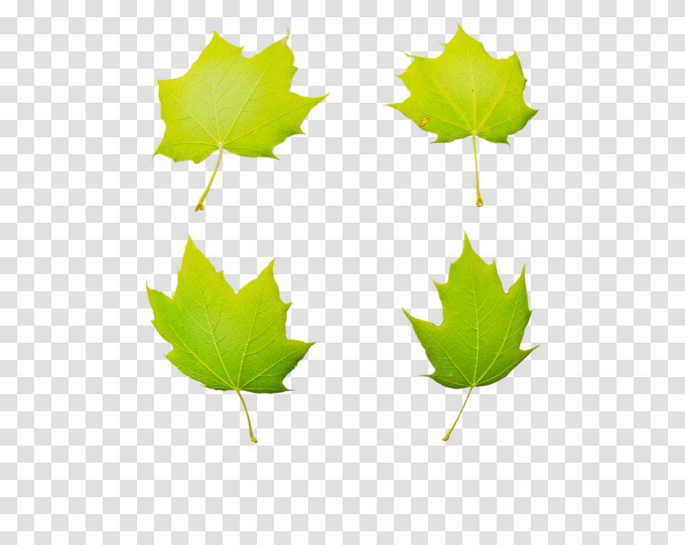 Maple Leaf, Plant, Tree, Person, Human Transparent Png