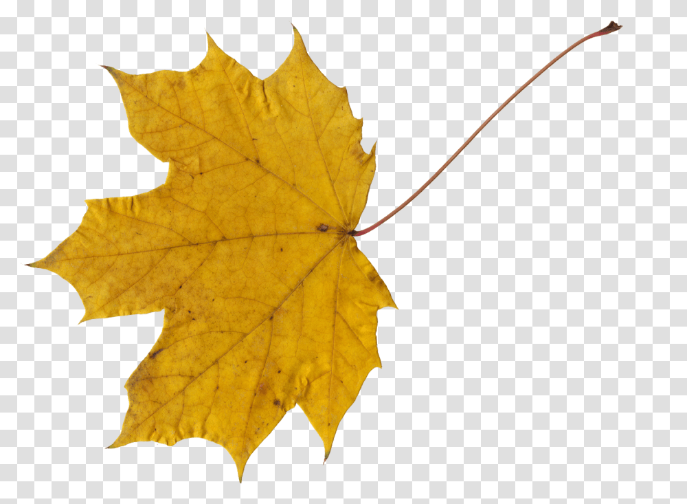 Maple Leaf, Plant, Tree, Person, Human Transparent Png