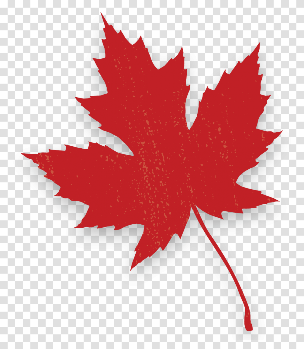 Maple Leaf, Plant, Tree, Person, Human Transparent Png