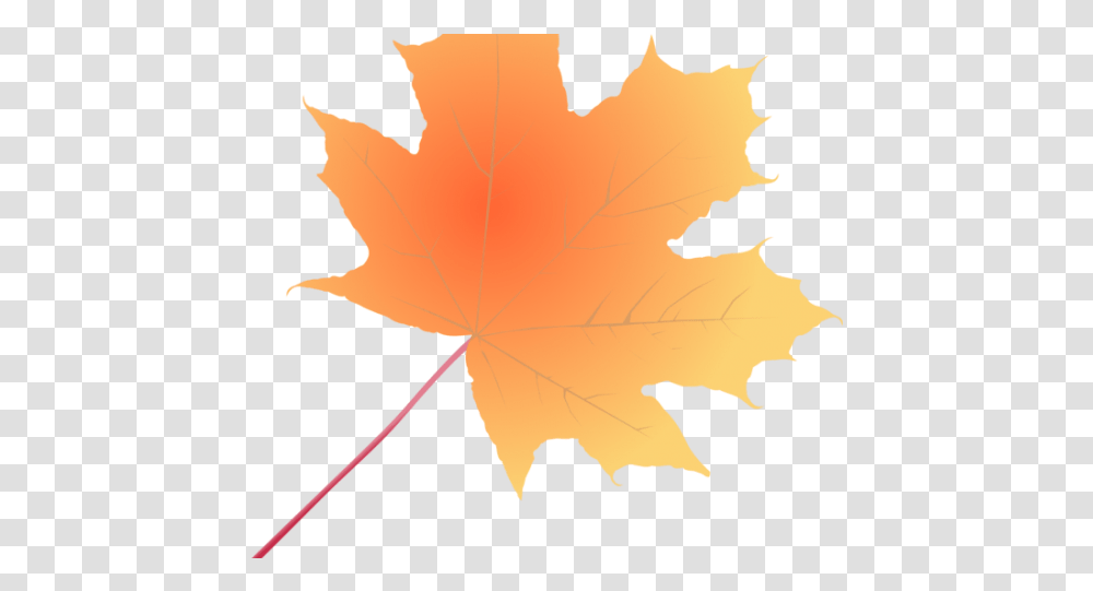 Maple Leaf, Plant, Tree, Person, Human Transparent Png