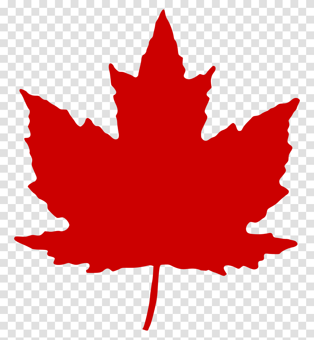 Maple Leaf, Plant, Tree, Person, Human Transparent Png