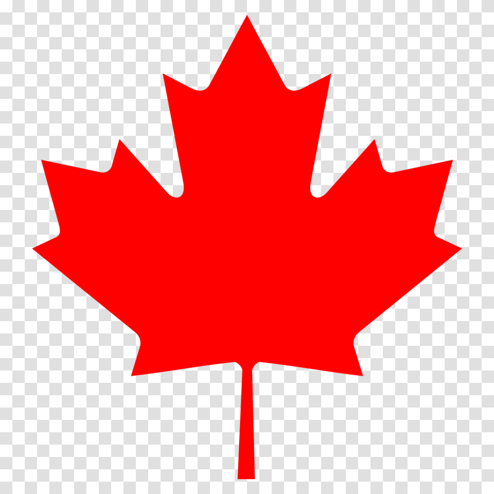 Maple Leaf, Plant, Tree, Person, Human Transparent Png