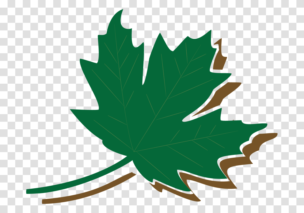 Maple Leaf, Plant, Tree, Person, Human Transparent Png