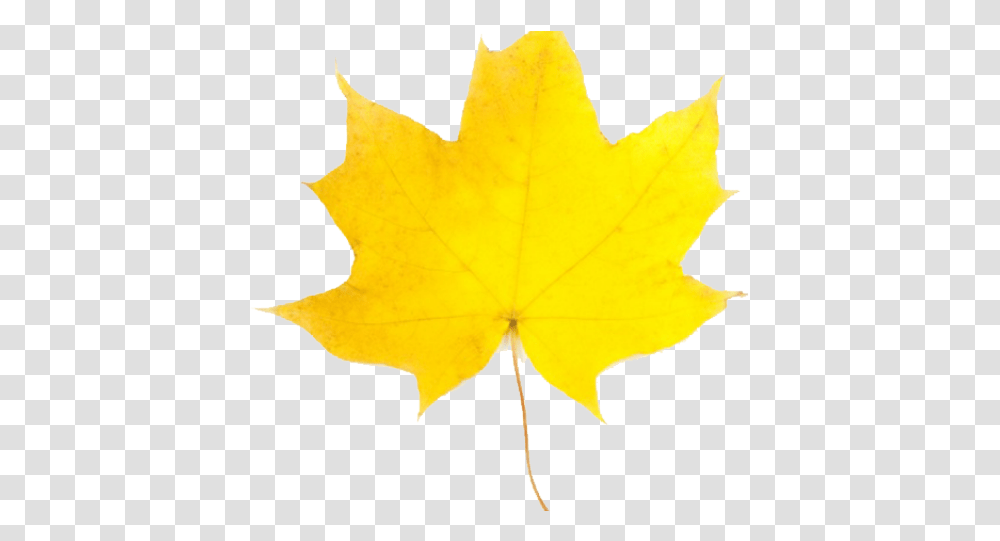 Maple Leaf, Plant, Tree, Person, Human Transparent Png