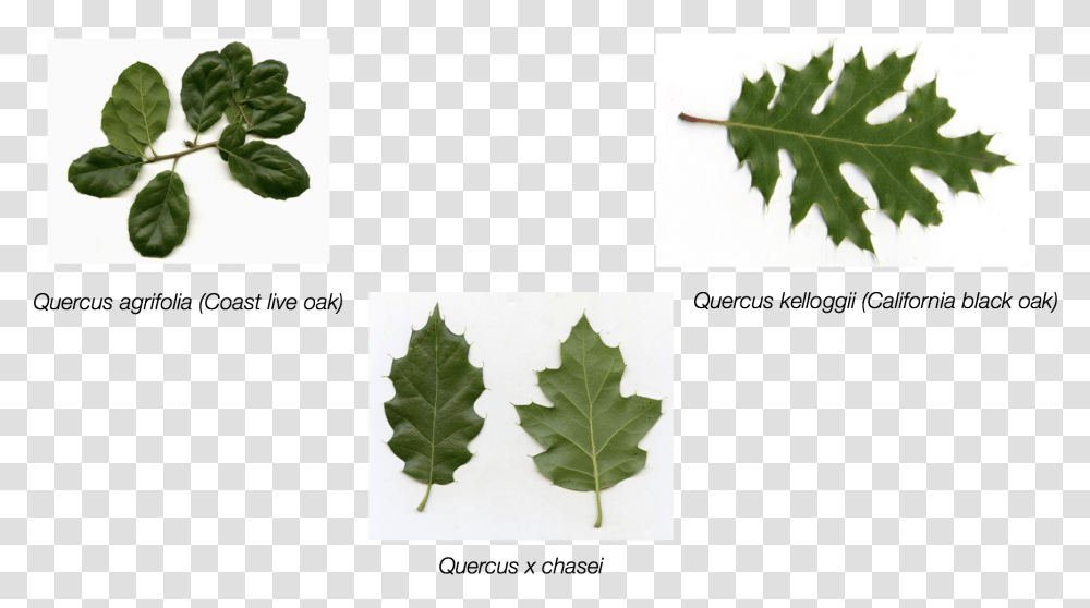 Maple Leaf, Plant, Tree, Pineapple, Fruit Transparent Png