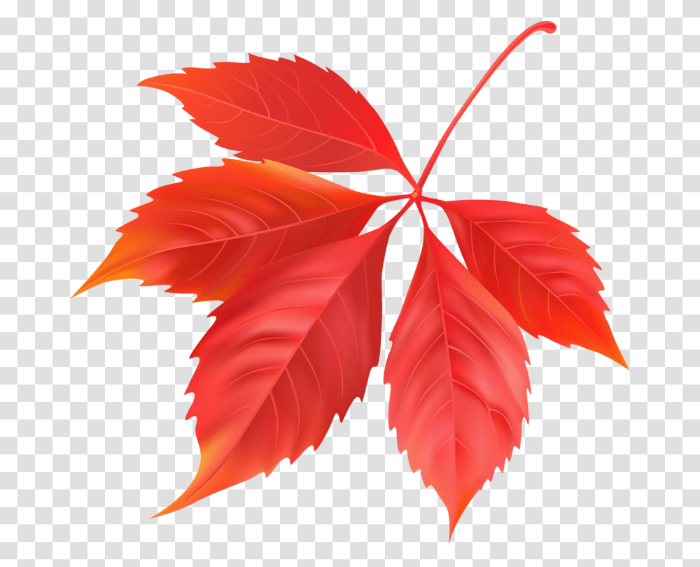 Maple Leaf, Plant, Tree, Rose, Flower Transparent Png