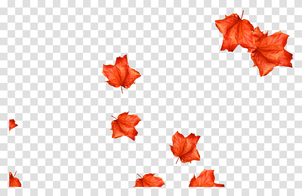 Maple Leaf, Plant, Tree, Rose, Flower Transparent Png