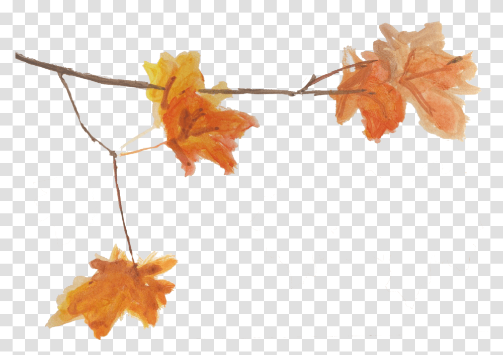 Maple Leaf, Plant, Tree Transparent Png