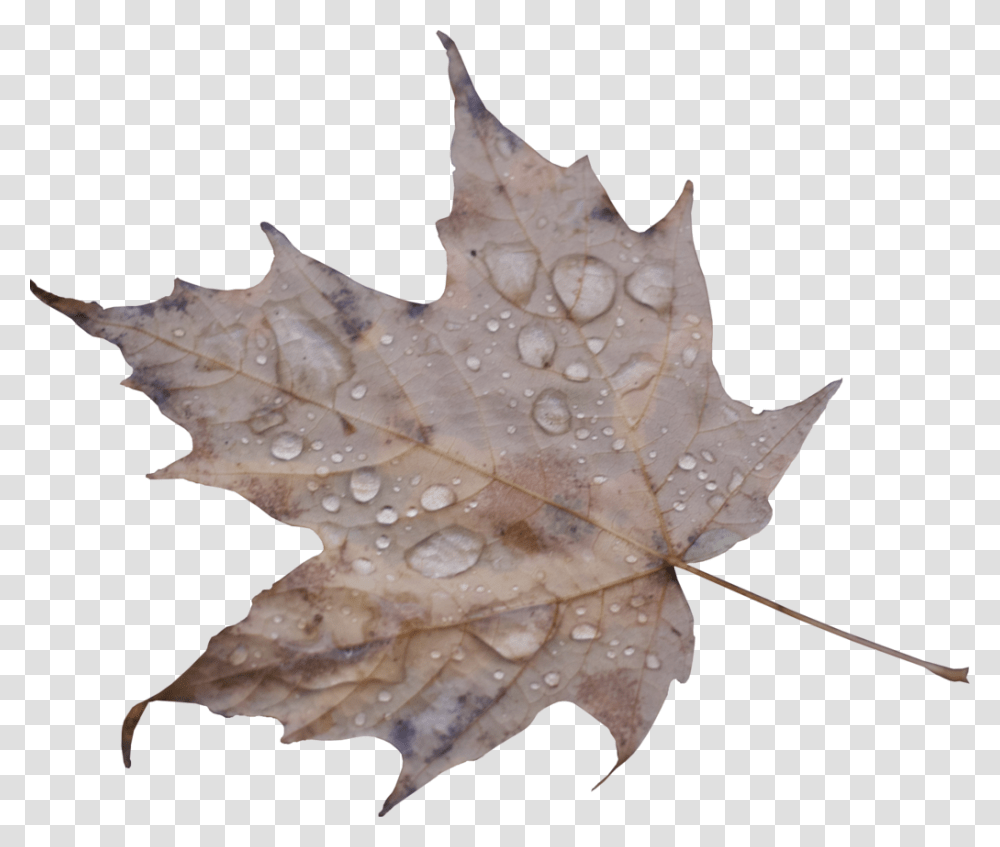 Maple Leaf, Plant, Tree Transparent Png