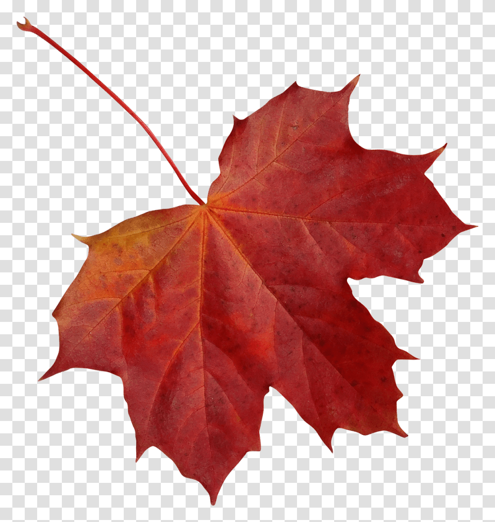 Maple Leaf, Plant, Tree Transparent Png