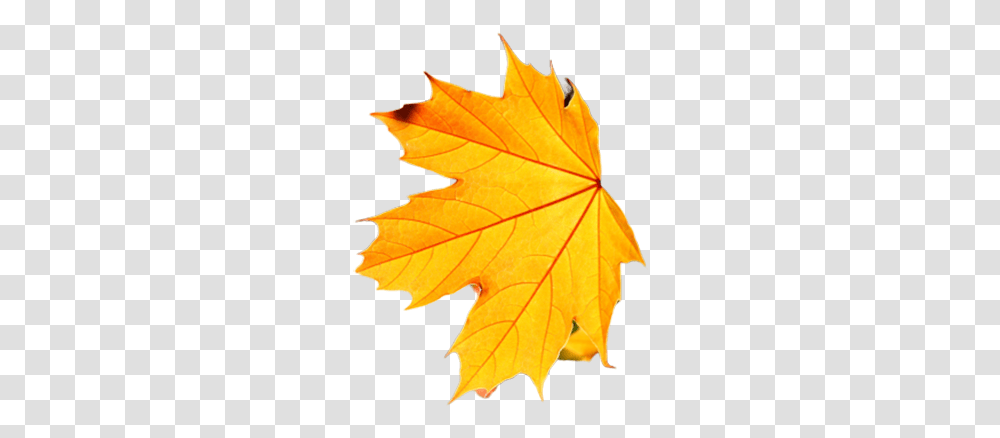 Maple Leaf, Plant, Tree Transparent Png