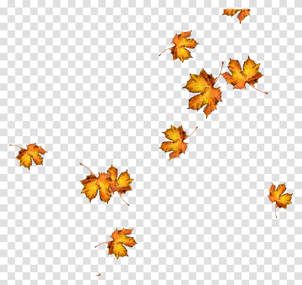 Maple Leaf, Plant, Tree Transparent Png