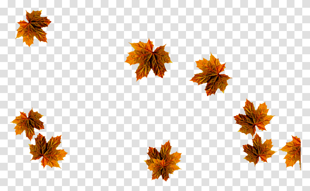 Maple Leaf, Plant, Tree Transparent Png