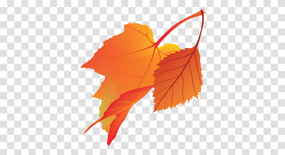 Maple Leaf, Plant, Tree Transparent Png