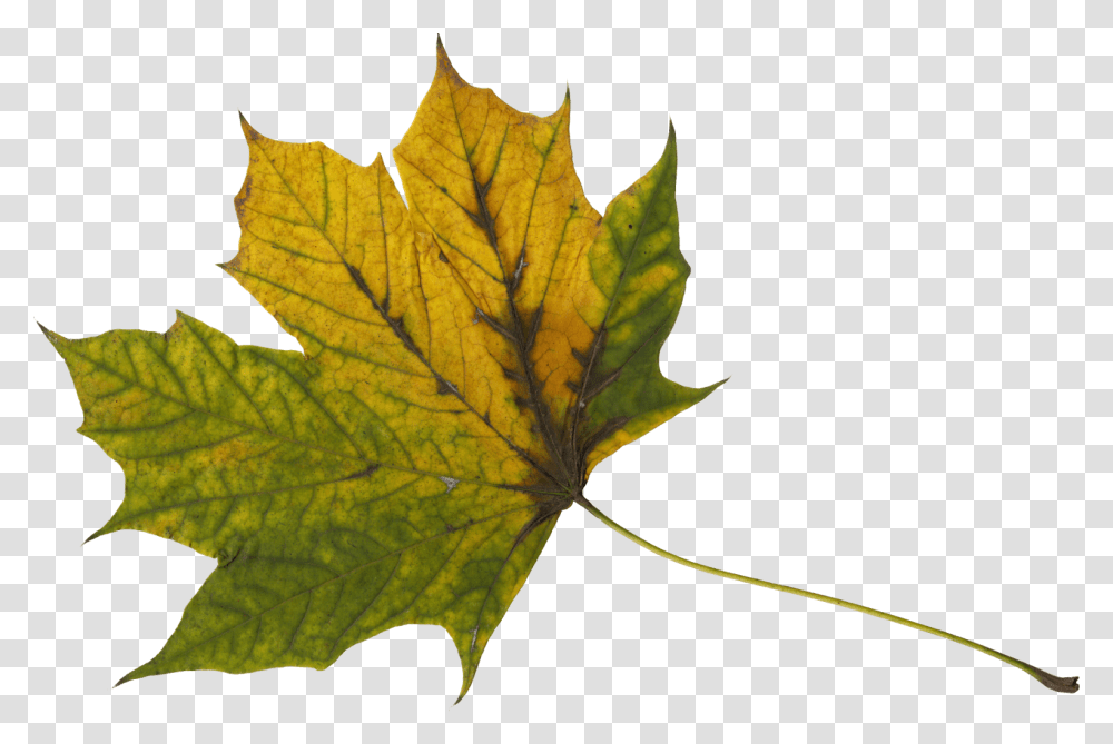 Maple Leaf, Plant, Tree, Veins Transparent Png