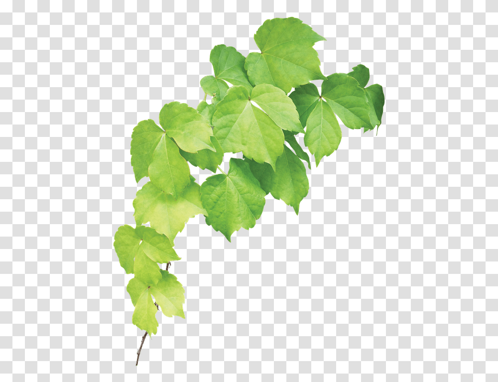 Maple Leaf, Plant, Vine, Ivy, Honey Bee Transparent Png
