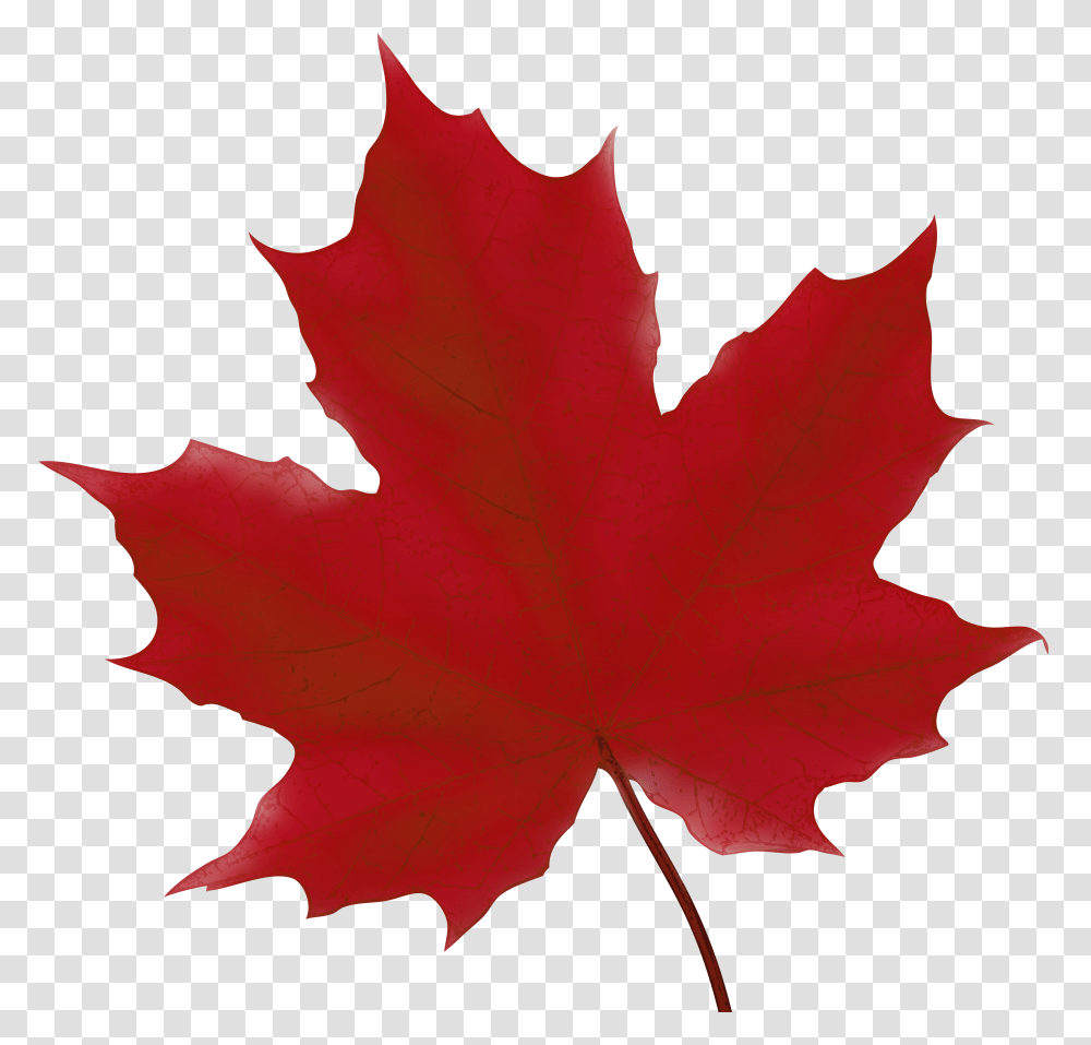 Maple Leaf Red Clip Art Transparent Png