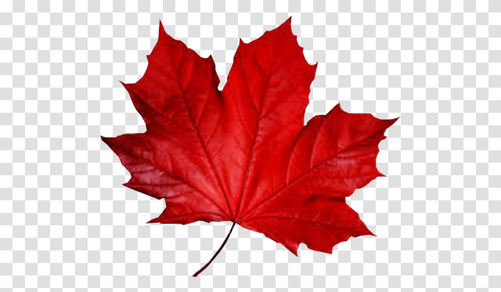 Maple Leaf Smule Autumn Fall Red Leaf, Plant, Tree, Person, Human Transparent Png