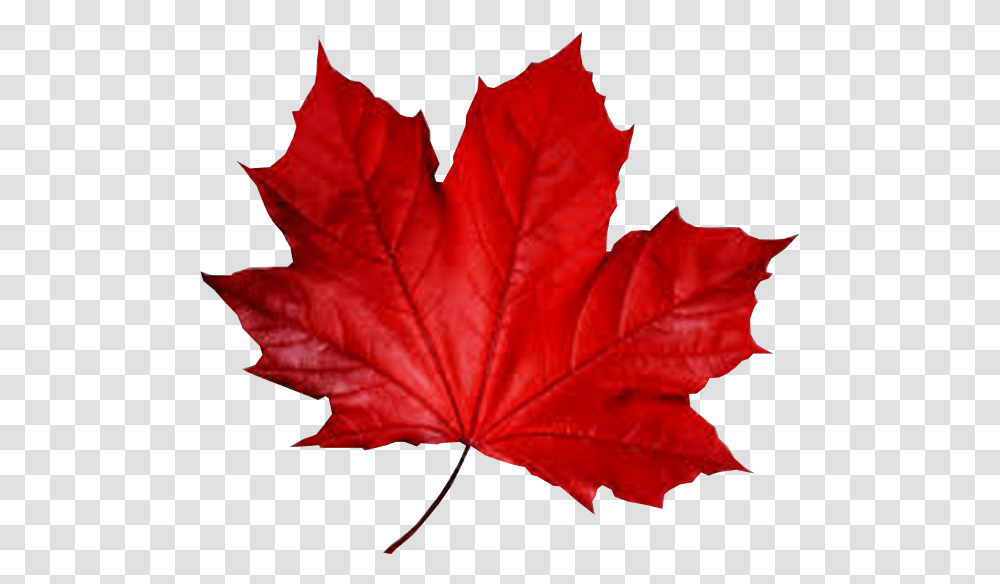 Maple Leaf Smule Autumn Red Leaf Download 600523 Fall Red Leaf, Plant, Tree, Person Transparent Png