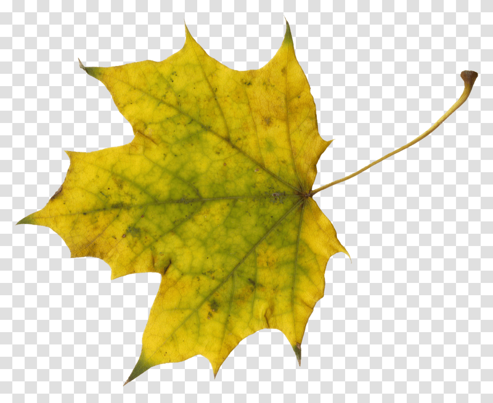 Maple Leaf Sugar Maple Leave Clip Art, Plant, Tree, Person, Human Transparent Png