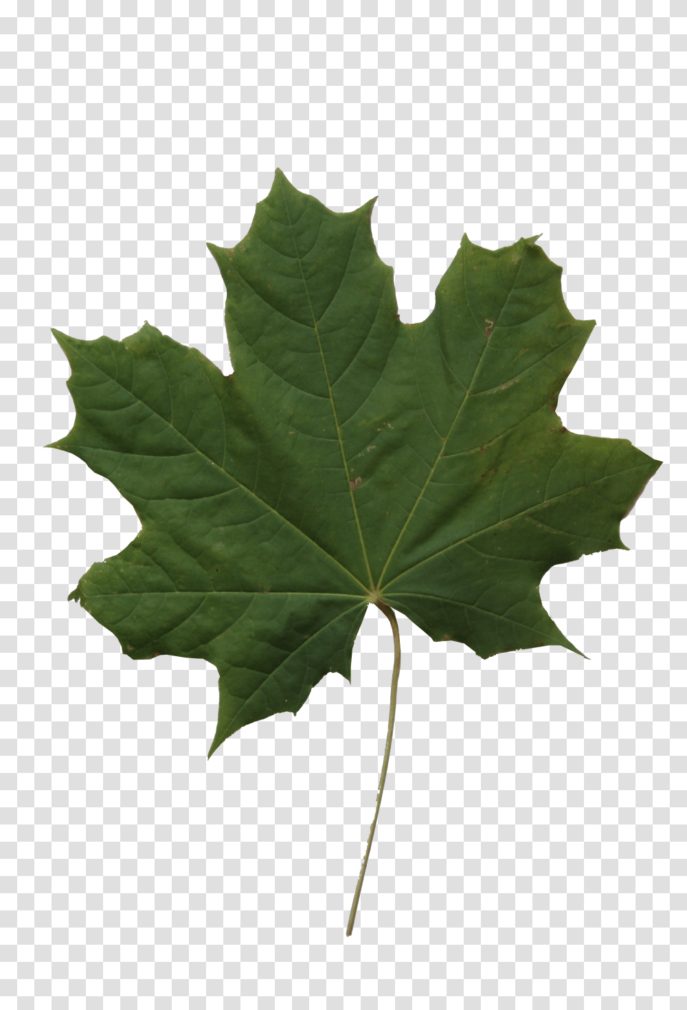 Maple Leaf Texture Free Cut Out People Trees And Leaves, Plant Transparent Png