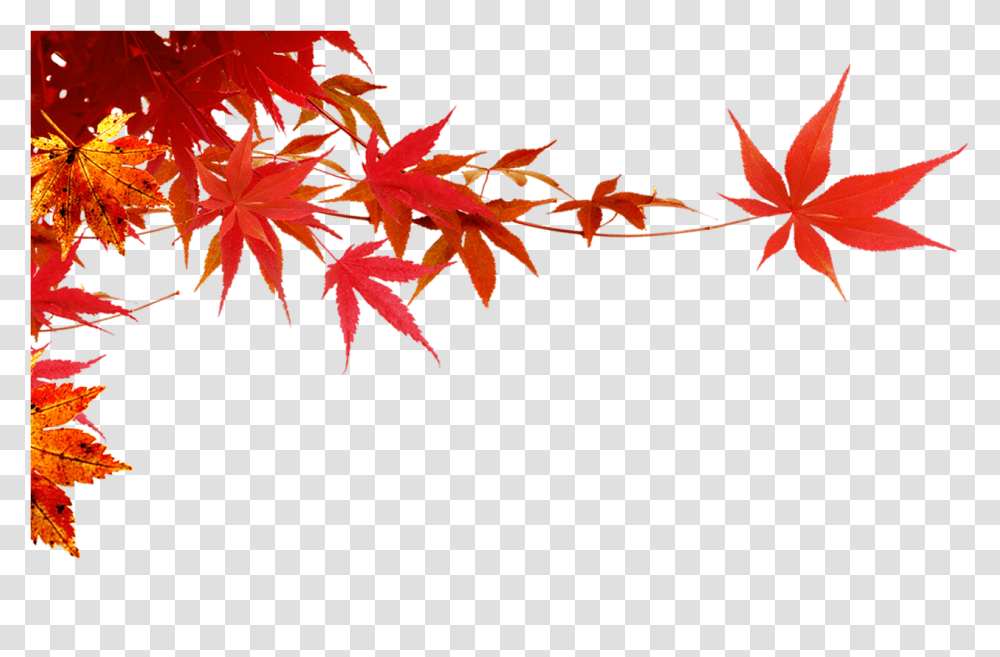 Maple Leafmaple Branch Download Maple Leaf Background, Plant, Tree Transparent Png