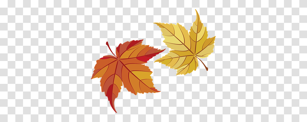 Maple Leaves Nature, Leaf, Plant, Tree Transparent Png