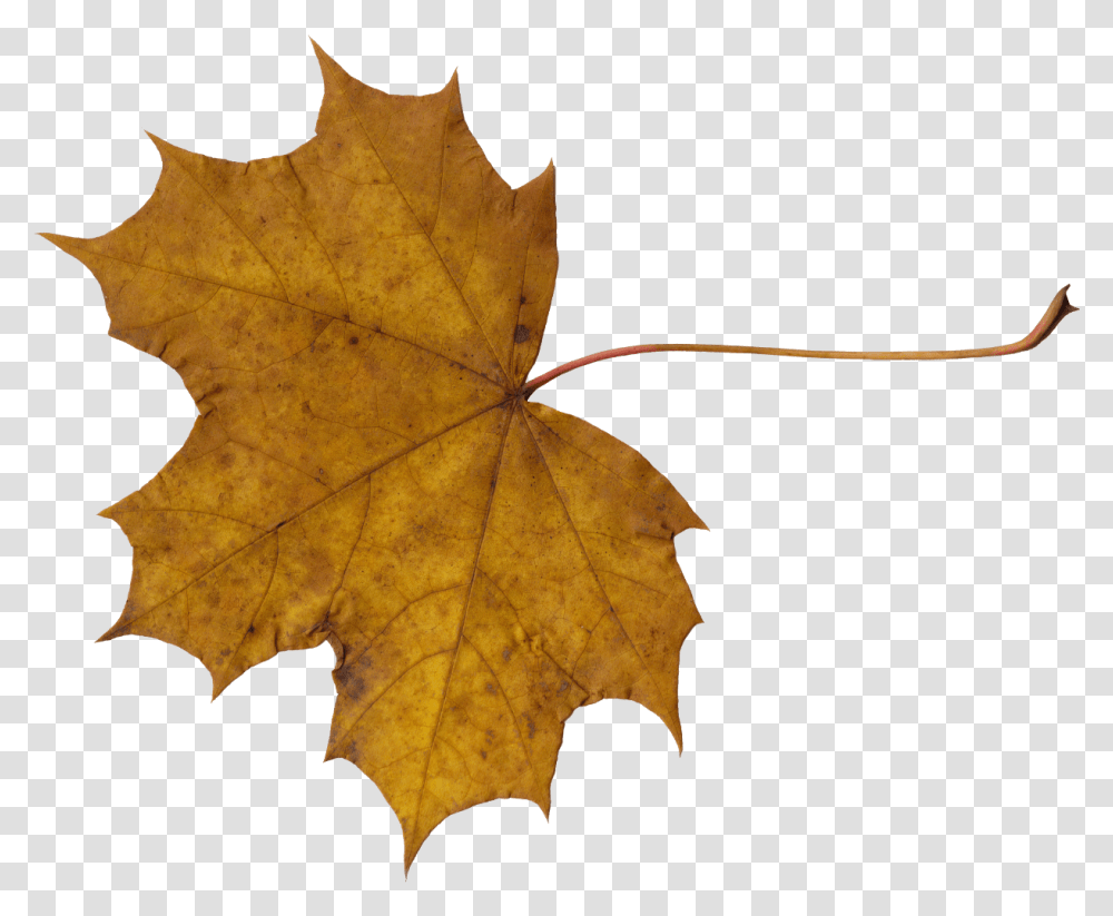 Maple Leaves Dry Leaf, Plant, Tree, Maple Leaf Transparent Png