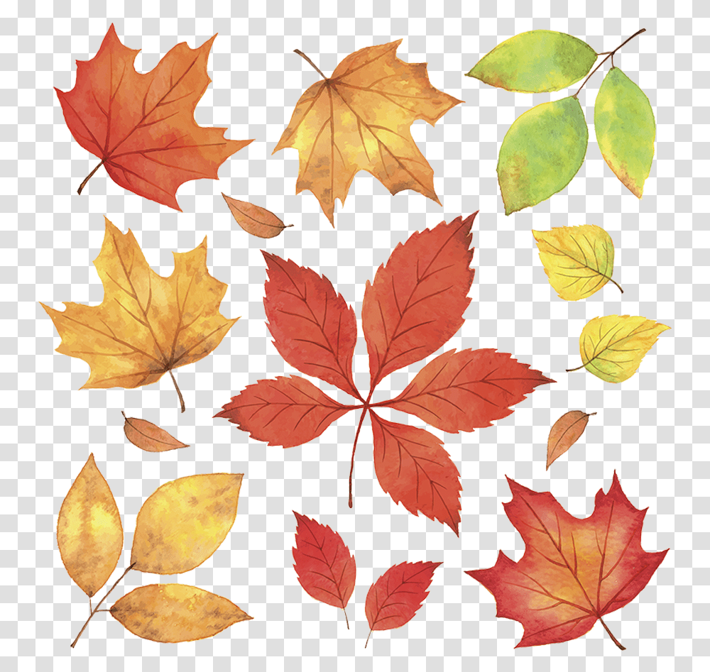 Maple Leaves Fall Download Autumn Leaves Illustration, Leaf, Plant, Tree, Maple Leaf Transparent Png