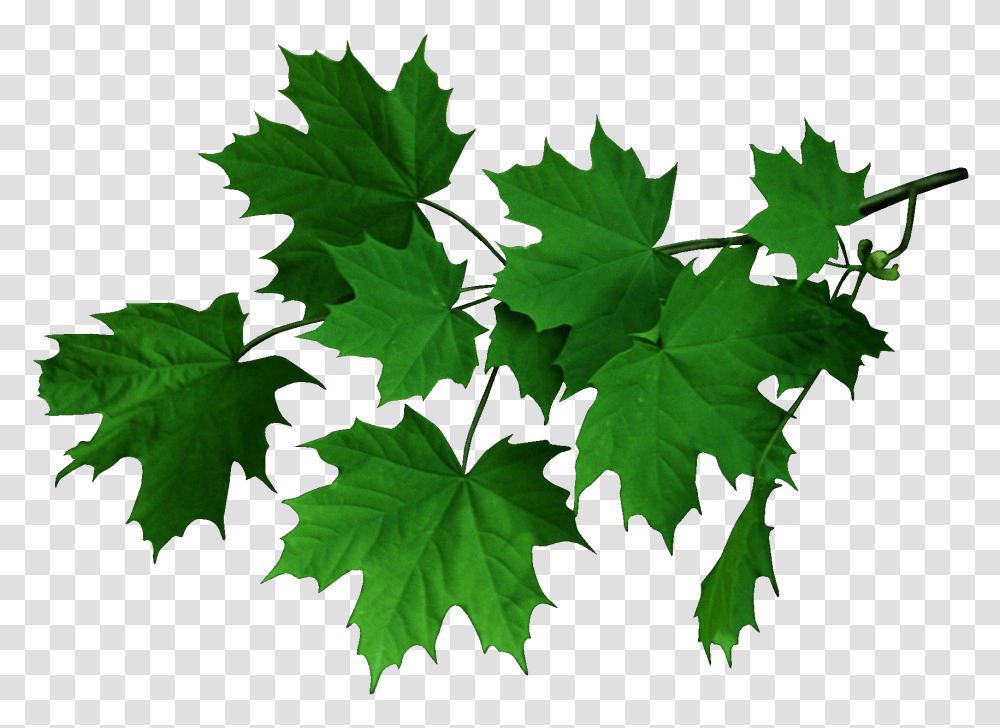 Maple Leaves Green, Leaf, Plant, Tree, Oak Transparent Png