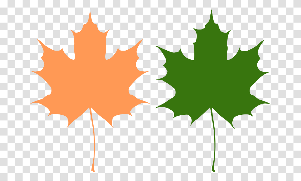 Maple Leaves, Nature, Leaf, Plant, Tree Transparent Png