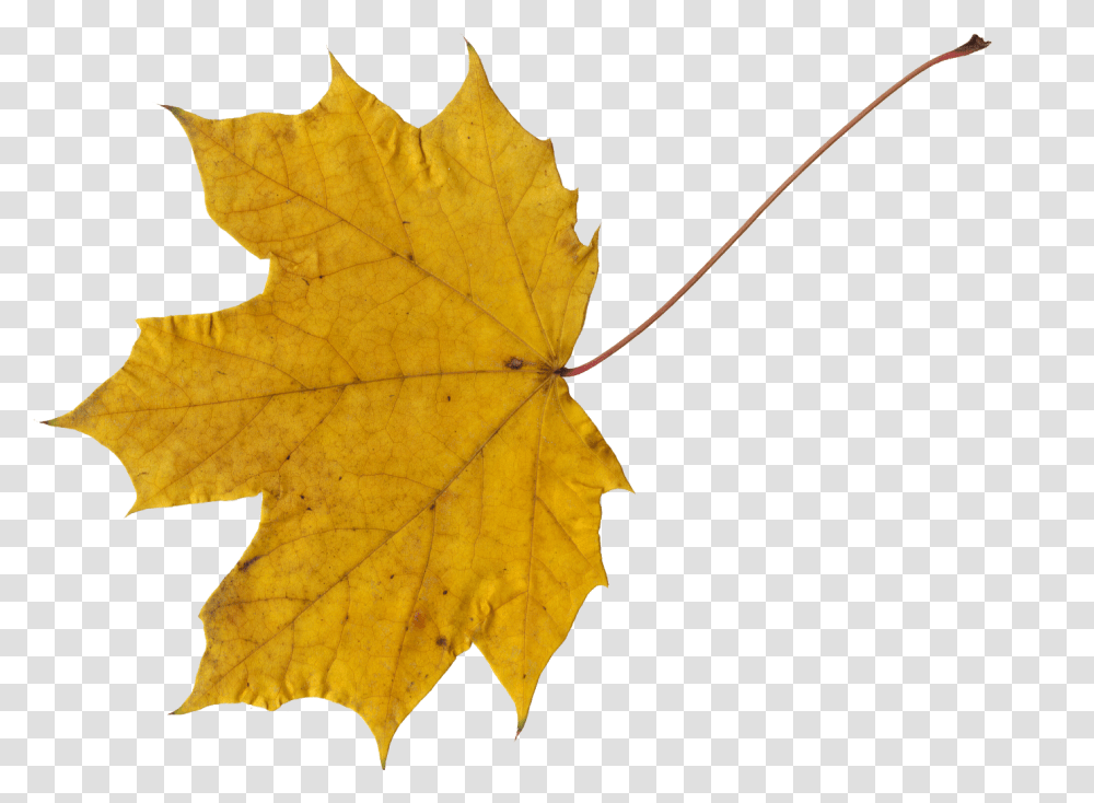 Maple Leaves Onlygfxcom Yellow Maple Leaf, Plant, Tree, Veins Transparent Png