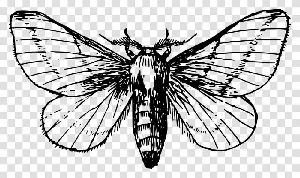 Maple Moth Moth Clipart Black And White, Gray, World Of Warcraft Transparent Png