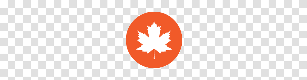 Maple Plus, Leaf, Plant, Tree, Maple Leaf Transparent Png