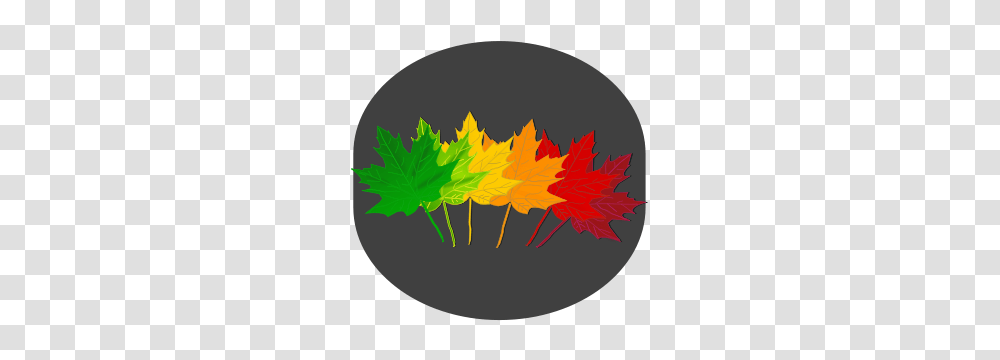 Maple Shades Clip Arts For Web, Leaf, Plant, Tree, Maple Leaf Transparent Png