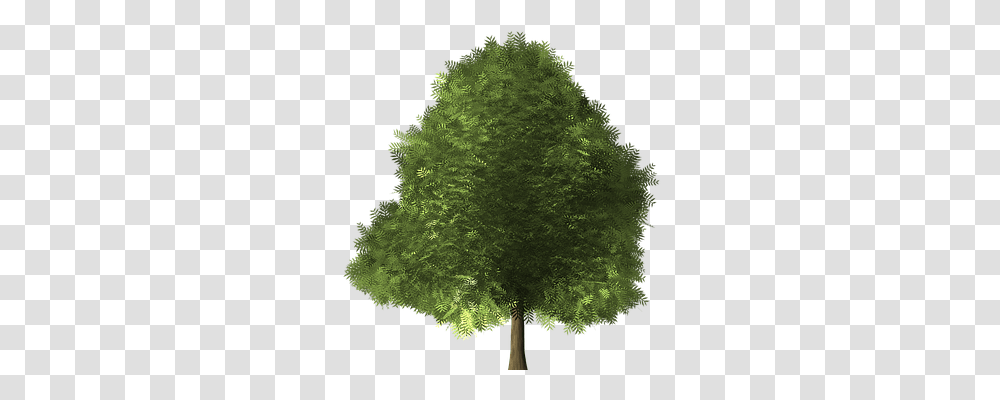 Maple Tree Nature, Plant, Pattern, Fern Transparent Png