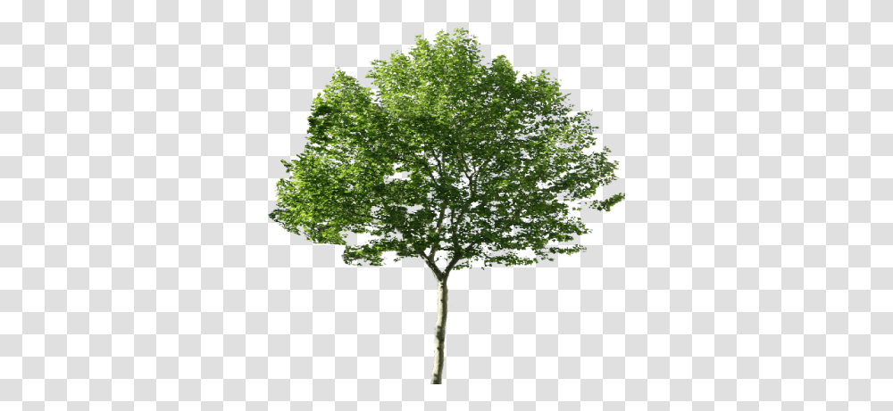 Maple Tree 24 News Channel Pakistan, Plant, Oak, Tree Trunk Transparent Png