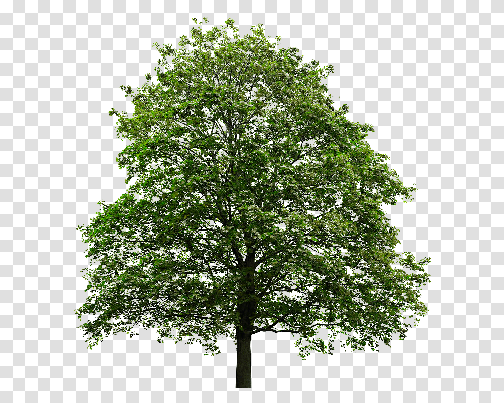 Maple Tree Background Background Oak Tree, Plant, Tree Trunk, Sycamore Transparent Png
