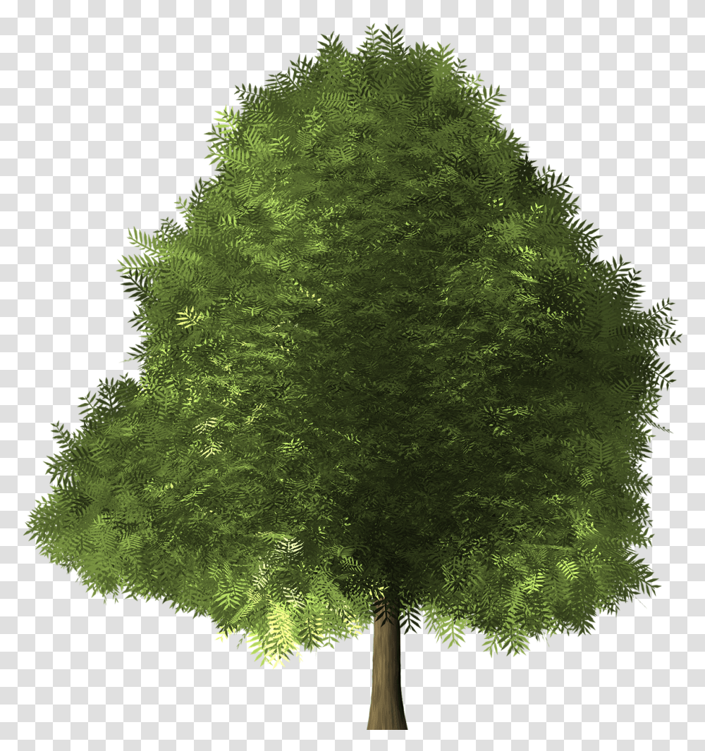 Maple Tree Maple Tree Green Image Broad Leaved Trees, Plant, Leaf, Moss, Pattern Transparent Png