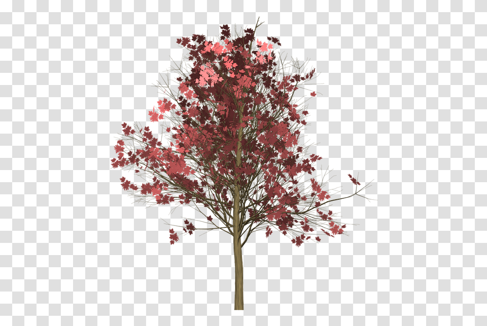 Maple Tree Painted Tree Light Brown Nature Japanese Maple Background, Plant, Leaf, Flower, Blossom Transparent Png