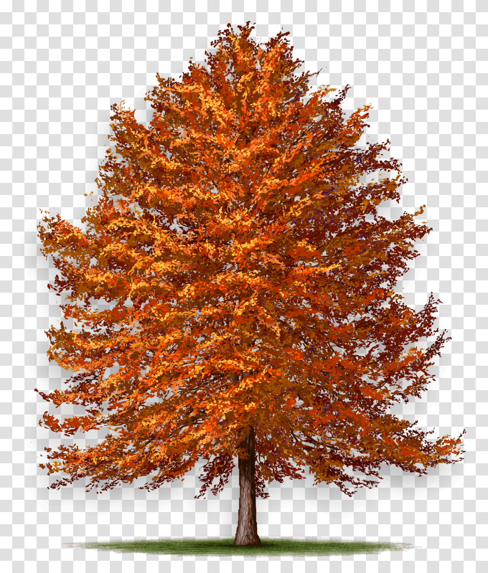 Maple, Tree, Plant, Bonfire, Flame Transparent Png