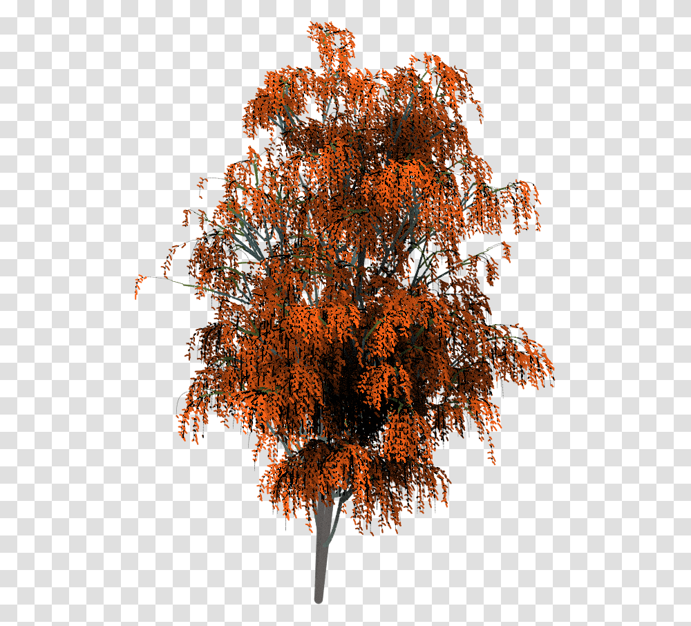 Maple, Tree, Plant, Leaf, Potted Plant Transparent Png