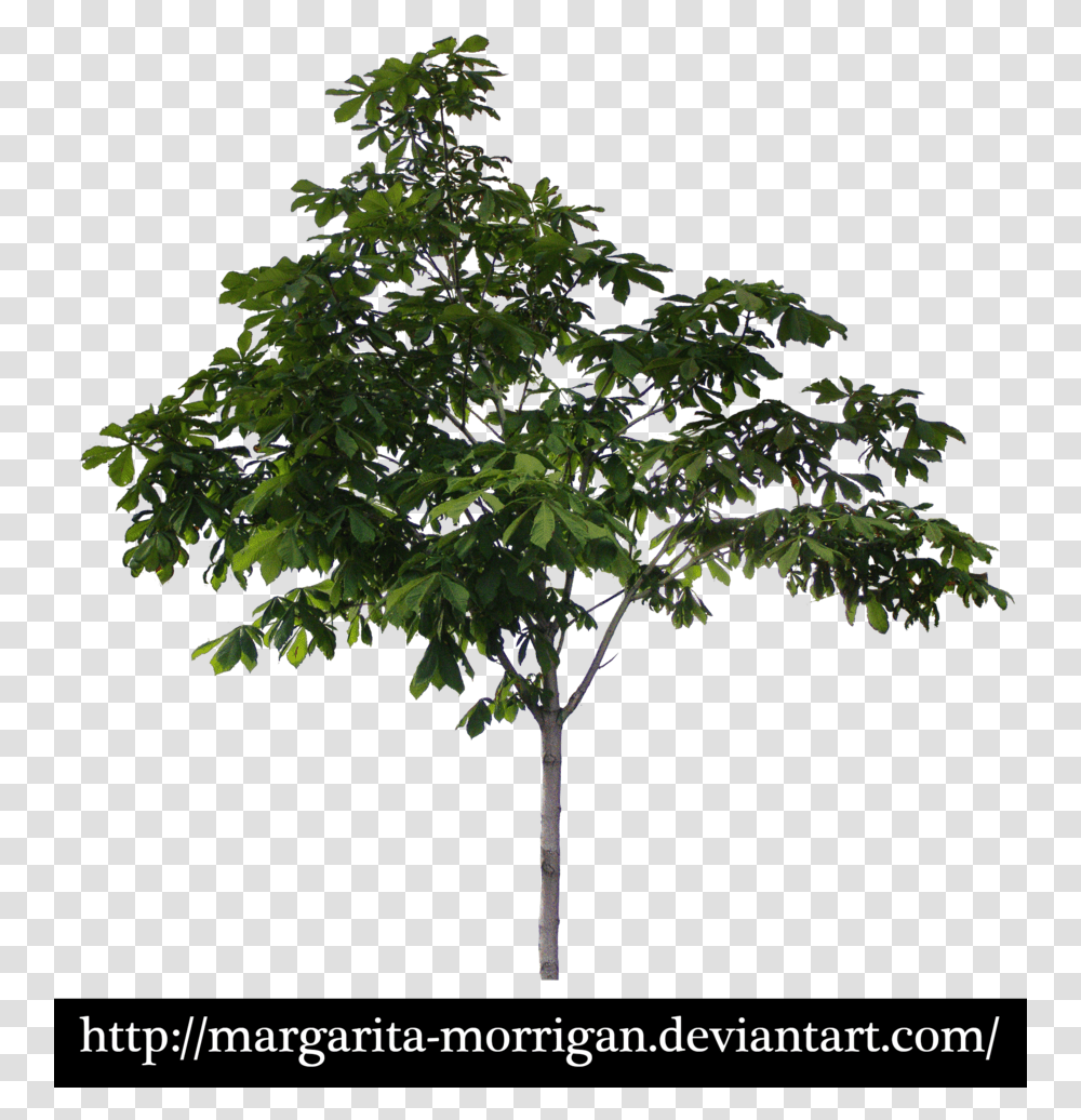 Maple, Tree, Plant, Oak, Sycamore Transparent Png