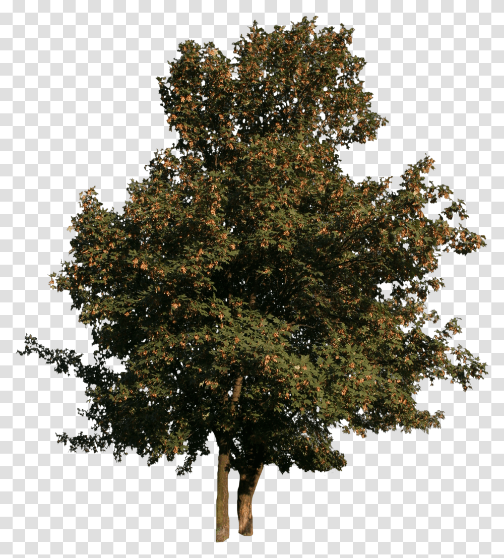 Maple Tree With Fruits Free Cut Out People Trees And Leaves Maple Tree Cut Out Transparent Png