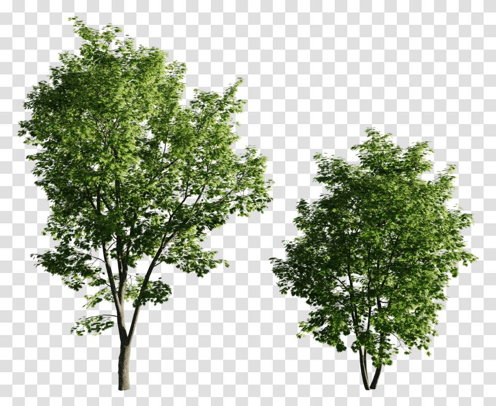 Maple Tree05 95 135m Set Of 2 Acer Trees, Plant, Tree Trunk Transparent Png