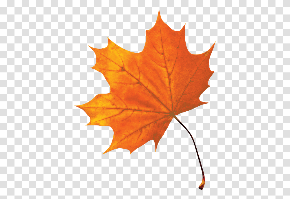 Maple - Citadelle Autumn Leaf, Plant, Tree, Maple Leaf, Person Transparent Png