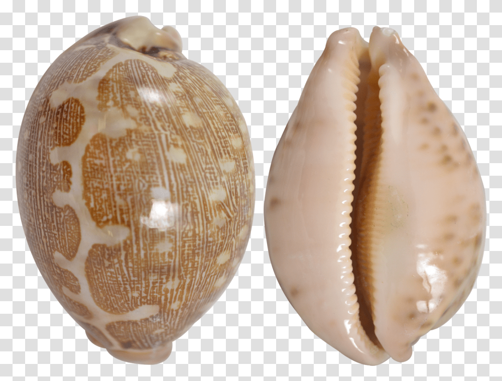 Mappa Cowrie Shell, Sea Life, Animal, Invertebrate, Seashell Transparent Png